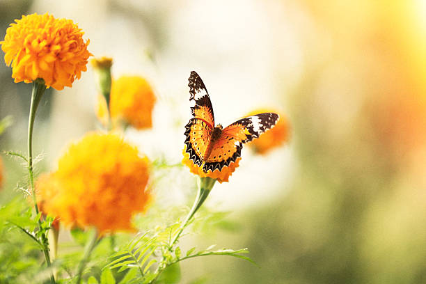 istock Butterfly on daisy flower, close-up 576754800