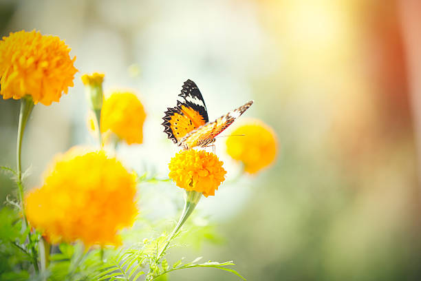 istock Butterfly on daisy flower, close-up 576754912