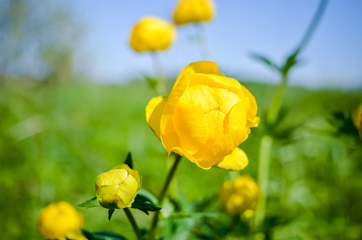 yellow flower trollius
