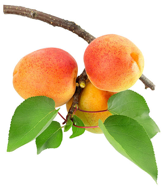 istock apricots isolated on the white background 576891396