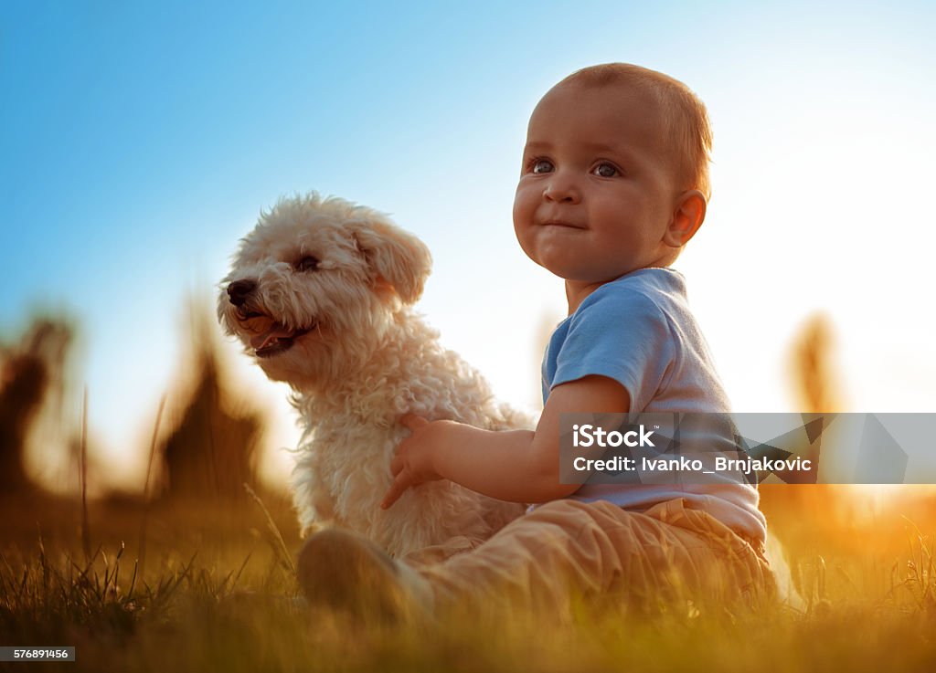 Happy child playing with his dog Boy playing with his dog outdoors,enjoying together. Baby - Human Age Stock Photo