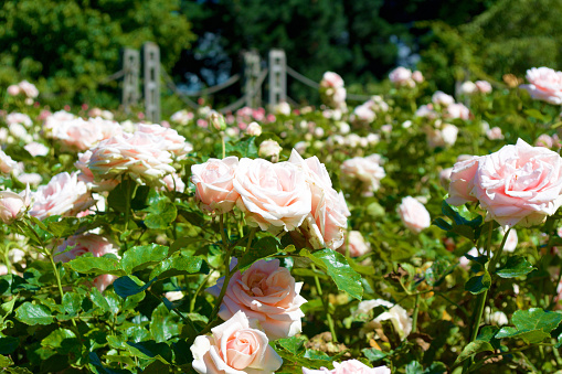 London, England, 2016. Regent's Park Rose Garden, Summer, 2016. 