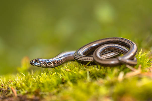 Slow worm on moss Slow worm (Anguis fragilis) on moss in a forest of Dolomites, Italy gelderland photos stock pictures, royalty-free photos & images