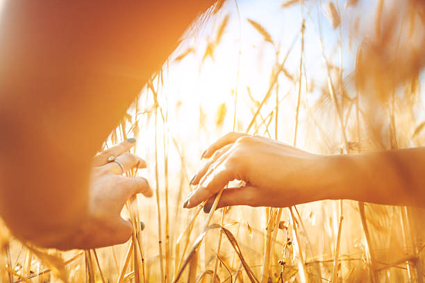 istock woman's hands in golden wheat field 576891852