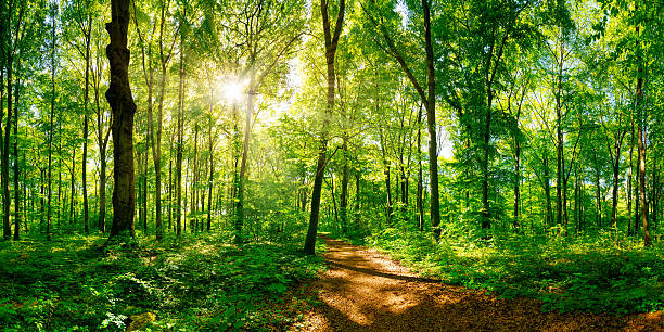 camino en el bosque - lane sunlight sunbeam plant fotografías e imágenes de stock