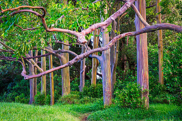 hermosa vista del paisaje de los coloridos eucaliptos pintados - hana maui eucalyptus road fotografías e imágenes de stock