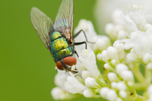 Green bottle fly or greenbottle fly perched on a oxeye daisy