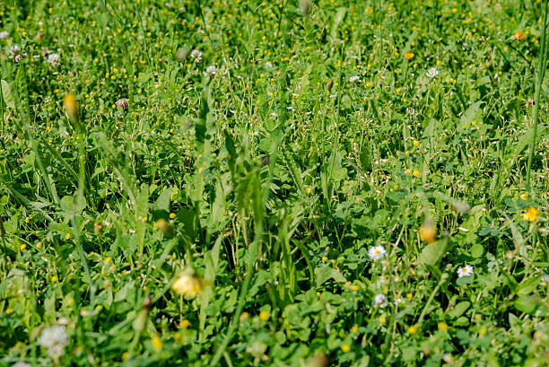 istock flowers blooming in spring farm field 576893162