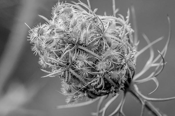 istock WEED IN BLACK AND WHITE IN A FIELD 576893998