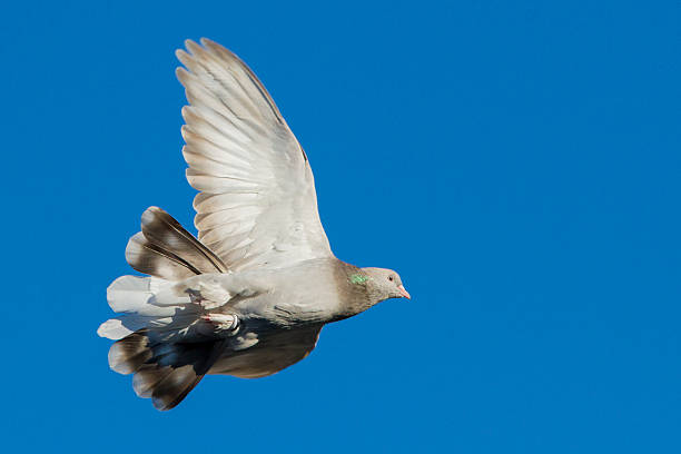 istock Turkish Tumbler pigeons in flight 576894102