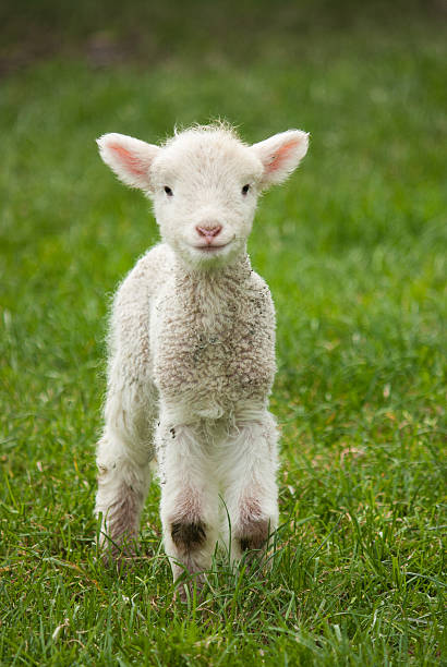 Lamb Cute spring lamb in a lush paddock.   lamb animal stock pictures, royalty-free photos & images