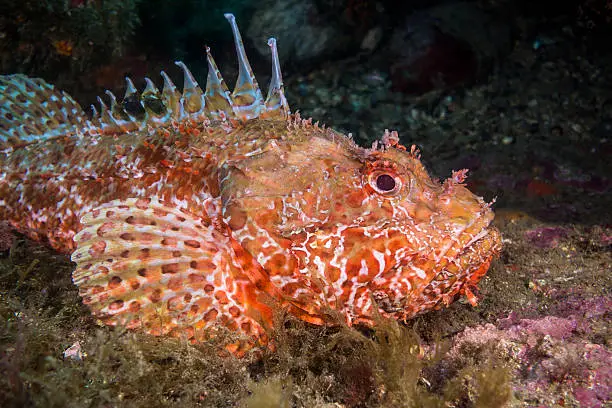 scorpaena fish underwater