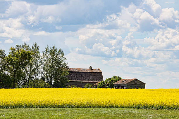 fienile abbandonato e capannone nel campo di canola - saskatoon saskatchewan prairie field foto e immagini stock