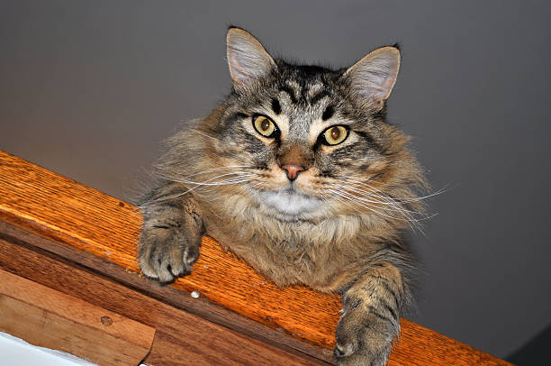 Maine Coon cat stock photo