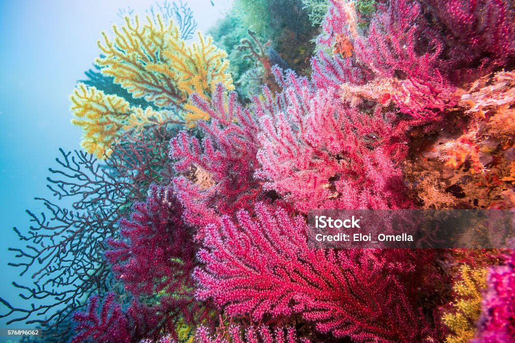 gorgonia coral red blue horizontal costa brava illes medes gorgoniiade yellow and red gorgonia Coral - Cnidarian Stock Photo
