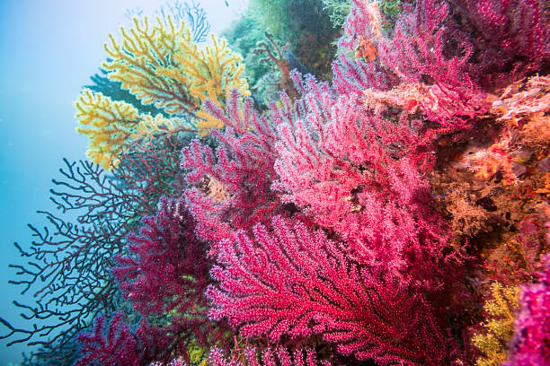 gorgonia coral red blue horizontal costa brava illes medes gorgoniiade yellow and red gorgonia saltwater fish photos stock pictures, royalty-free photos & images