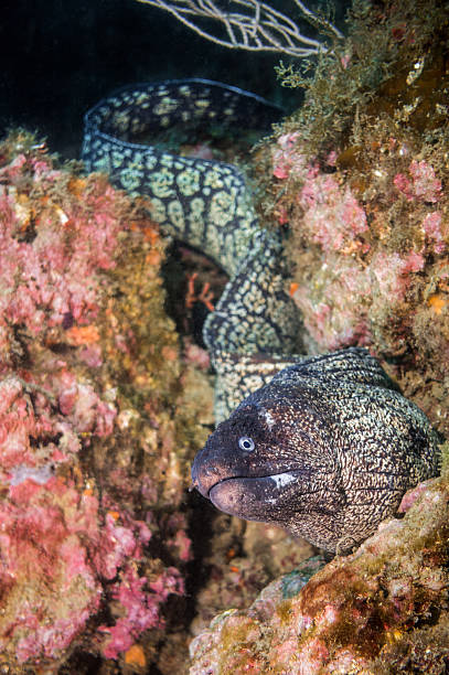 moray ell over rocks