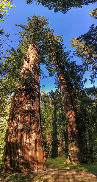 Sequoia sempervirens Redwood trees in Humboldt County, California. sequoia sempervirens stock pictures, royalty-free photos & images