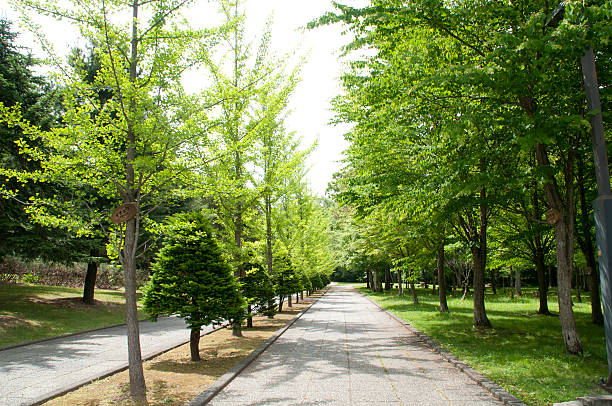 istock Park of the early summer 576896554