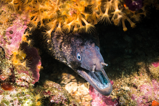 moray eel with open mouth
