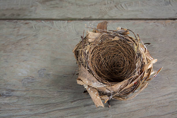 istock bird nest on wood background 576899016