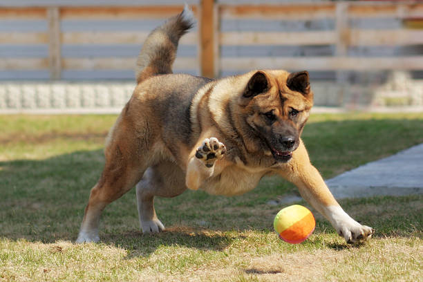 dog breed Akita inu plays outdoors with a ball, hitting it with a paw