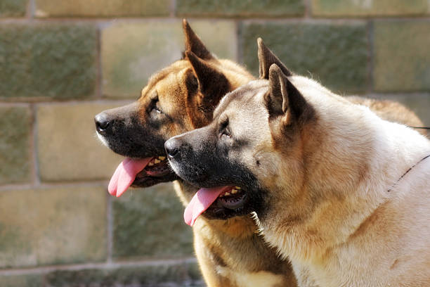 two dogs Akita inu on stone wall background together look in one direction
