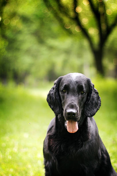 istock black dog flat-coated Retriever summer outdoors 576900670