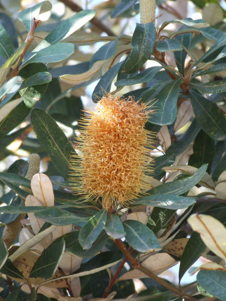 istock Yellow Banksia flower 576902076
