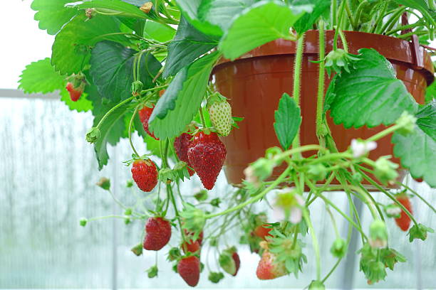 pot riped garden fraise suspendue dans la serre - strawberry plant photos et images de collection