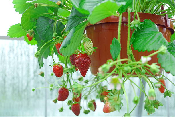 Potted Riped Garden Strawberry Hanging In Greenhouse stock photo
