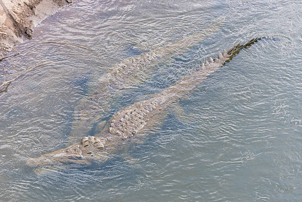 istock Dangerous crocodiles swimming in the river 576902446