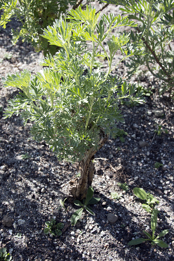 Common Wormwood It is an ingredient in the spirit absinthe, and is used for flavouring in some other spirits and wines, including bitters, vermouth and pelinkovac.