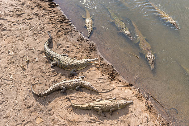 istock Dangerous crocodiles swimming in the river 576904166
