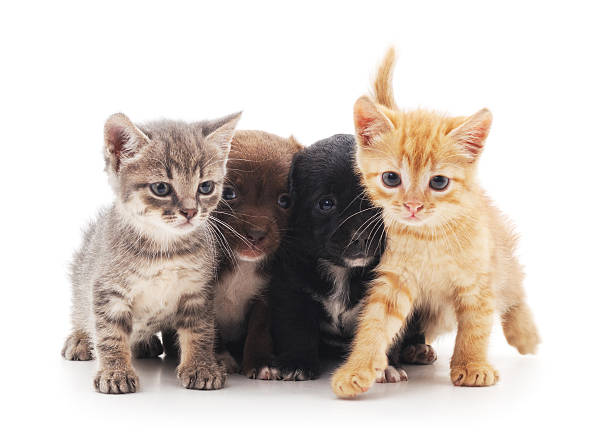 istock Kittens and puppies. 576904274