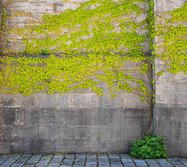 istock Climbing plants on old wall outdoor background 576905272
