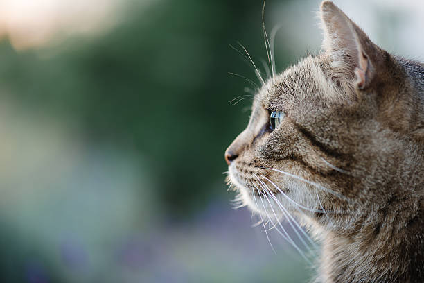 istock Cat portrait close up, only head crop, 576905840