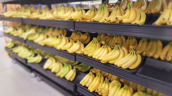 Shelves full of fresh yellow bananas at a local supermarket, grocery store, or farmer's market.  No people.   Fruit, healthy eating.