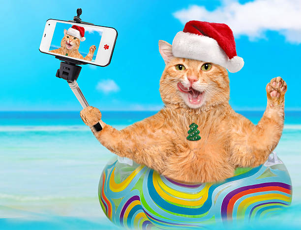 istock Cat  taking a selfie together with a smartphone. 576906824