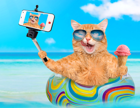 Cat  taking a selfie together with a smartphone.