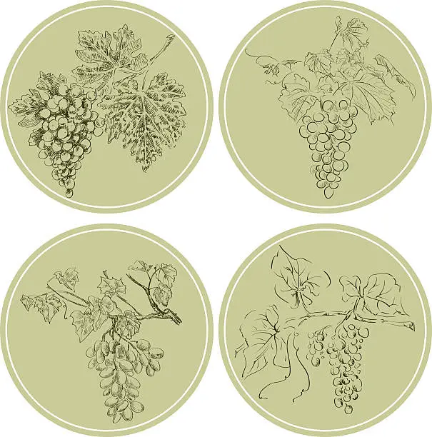 Vector illustration of grape ornament