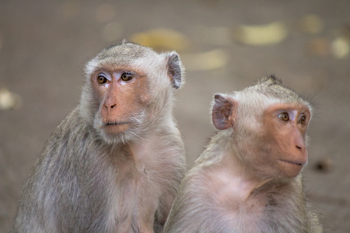 Portrait of monkey from tropic island of Thailand.