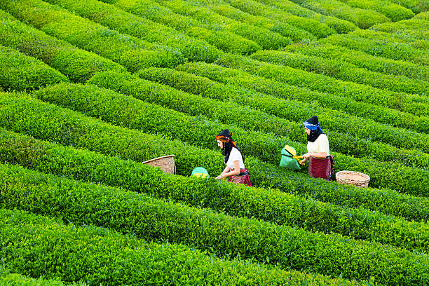 istock women collecting green tea 576908166