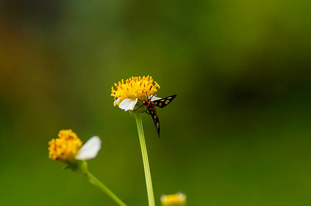 istock Butterfly at the yellow flower 576908336