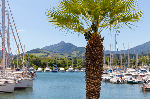 Harbor of Argeles-sur-mer with yachts and palm tree in front, mountain range of the Pyrenees in the background.