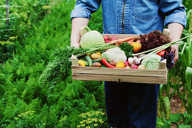 istock Fresh and organic harvest from vegetables and root farmer holding 576908584