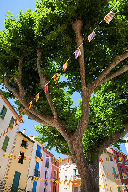 Collioure, United Kingdom Old plane tree on the market square of Collioure, decorated with Catalan flags. collioure stock pictures, royalty-free photos & images