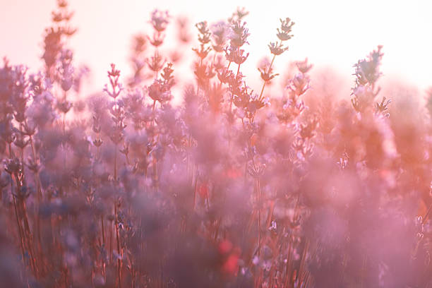 istock Soft focus of lavender flowers under the sunrise light 576909452