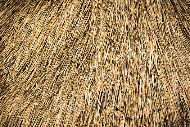 istock texture of Thatched from Imperata cylindrica Thailand 576909564