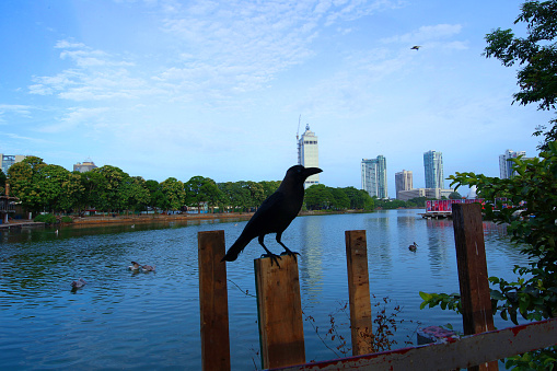 Seema Malaka temple on Beira Lake. Colombo, Sri Lanka crow